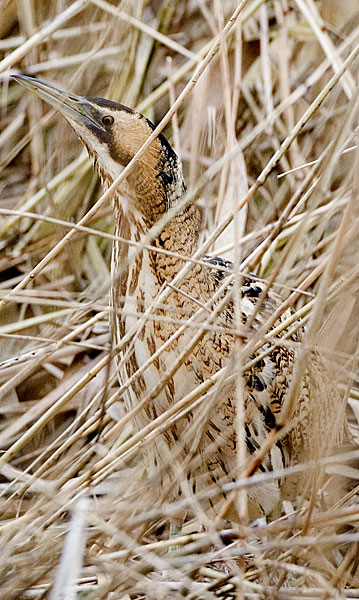 bittern