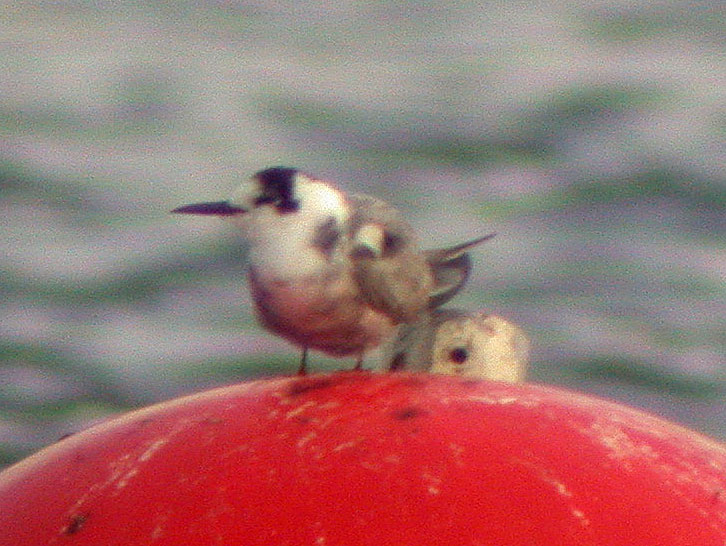 black tern