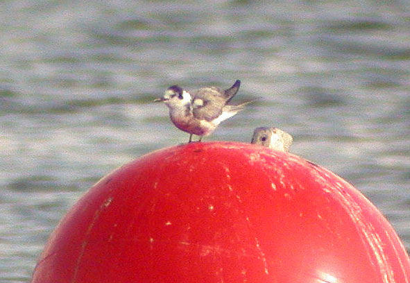 black tern