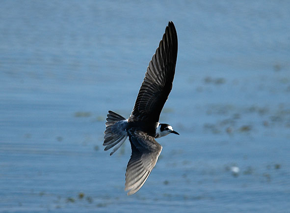 juvenile black tern