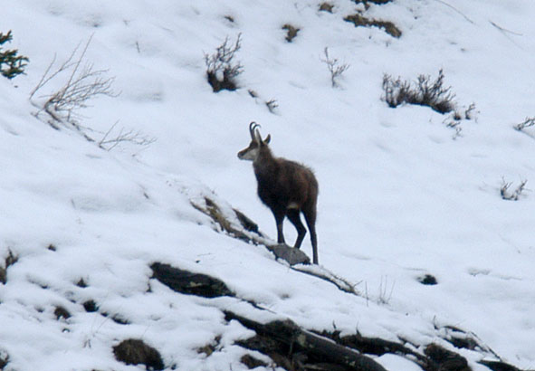 chamois