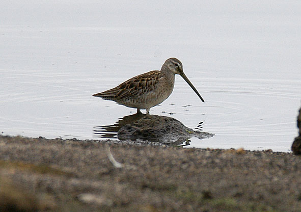 long-billed dowitcher