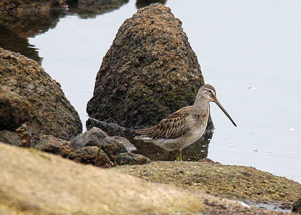 long-billed dowitcher