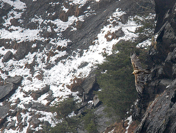 bearded vulture