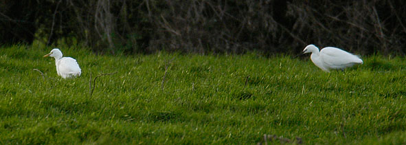 cattle egret, left; little egret, right