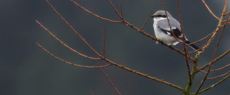great grey shrike