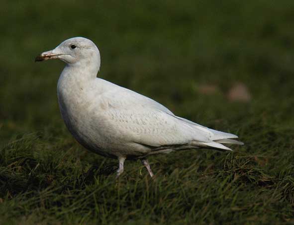 glaucous gull