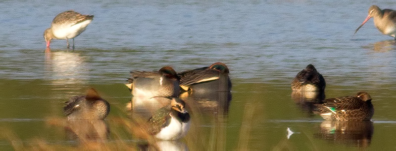 green-winged teal