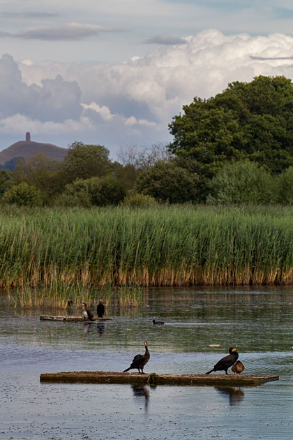 Ham Wall RSPB
