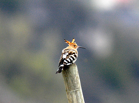hoopoe