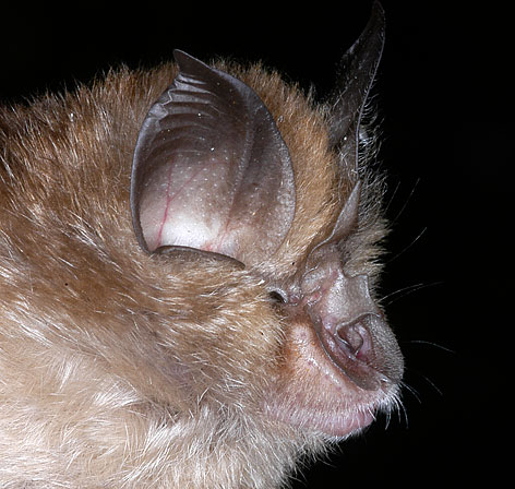 lesser horseshoe bat