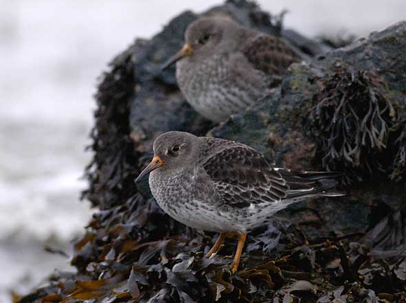 purple sandpipers