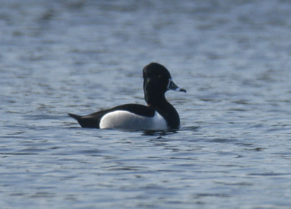 drake ring-necked duck