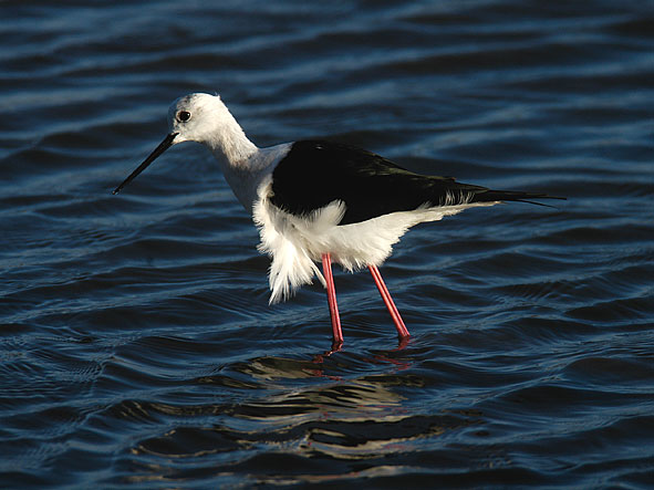 black-winged stilt