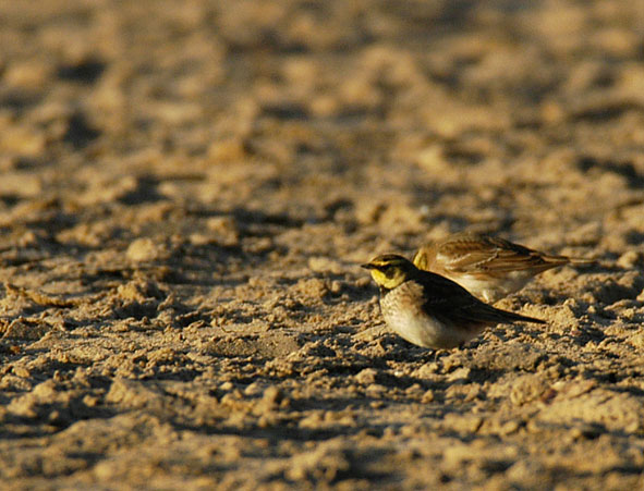 shore lark