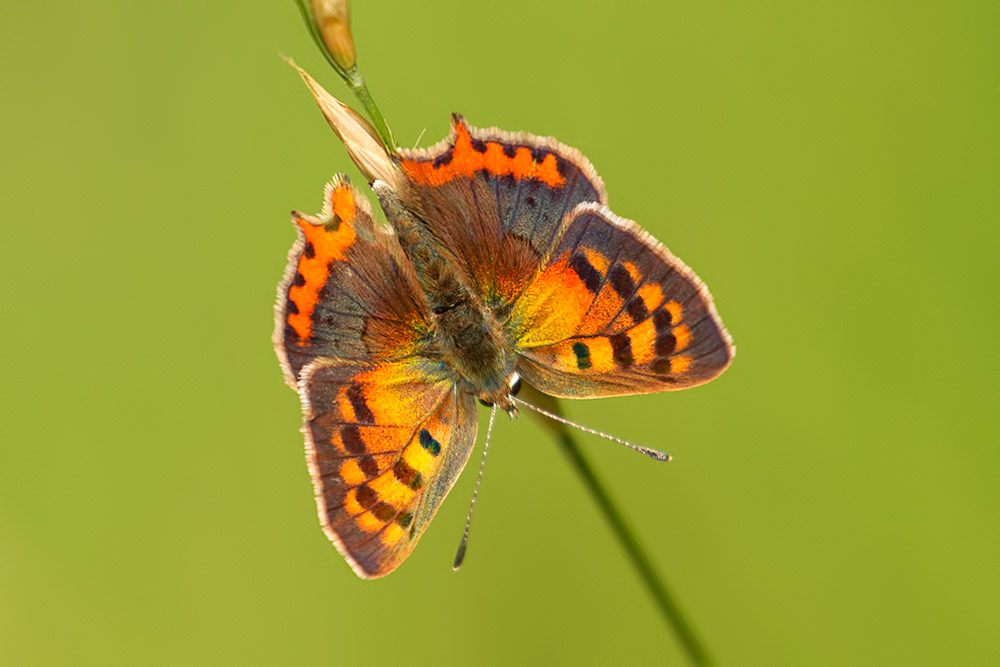 small copper
