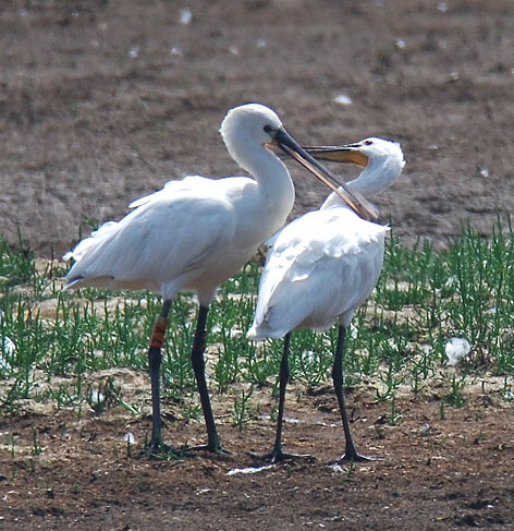 spoonbills