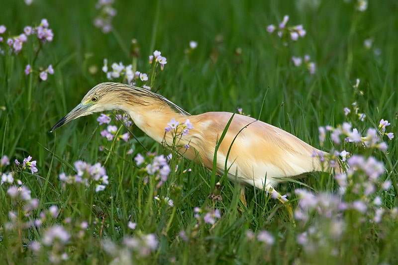 Squacco heron