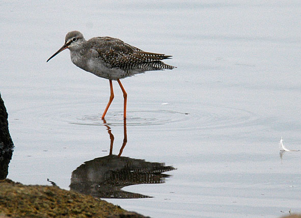 spotted redshank