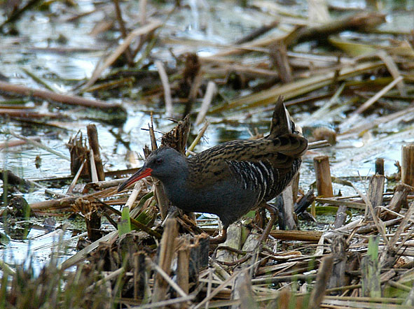 water rail