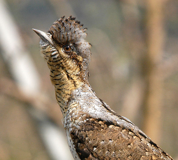 wryneck